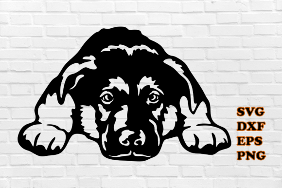 Peeking Dog
